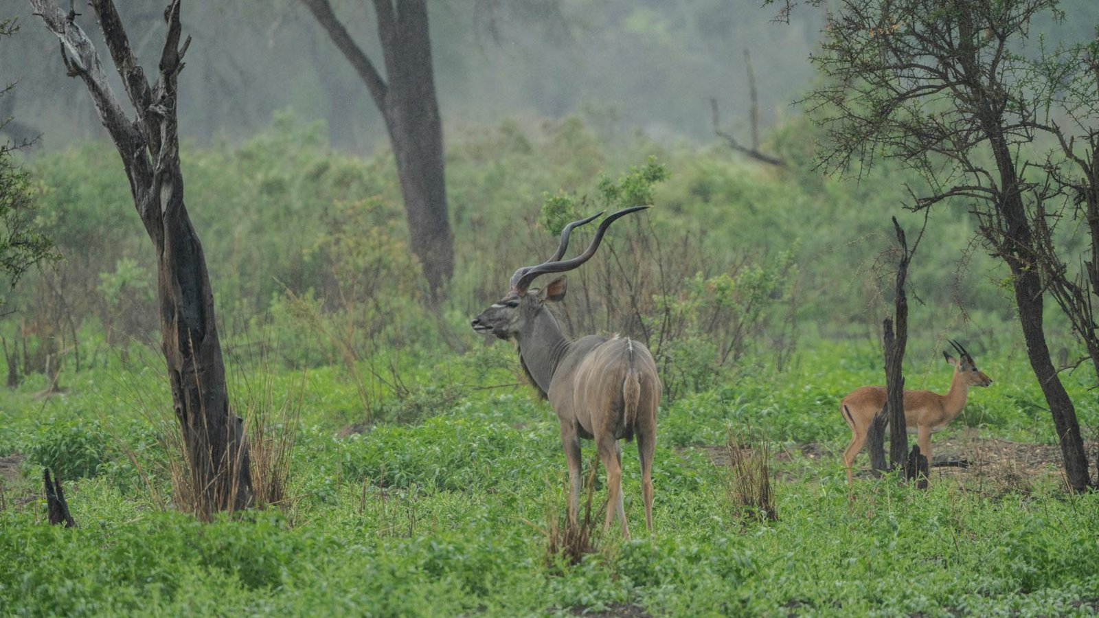 Layanan jasa anti rayap di Kudus yang efektif dan profesional untuk menghilangkan rayap di rumah dan bangunan Anda