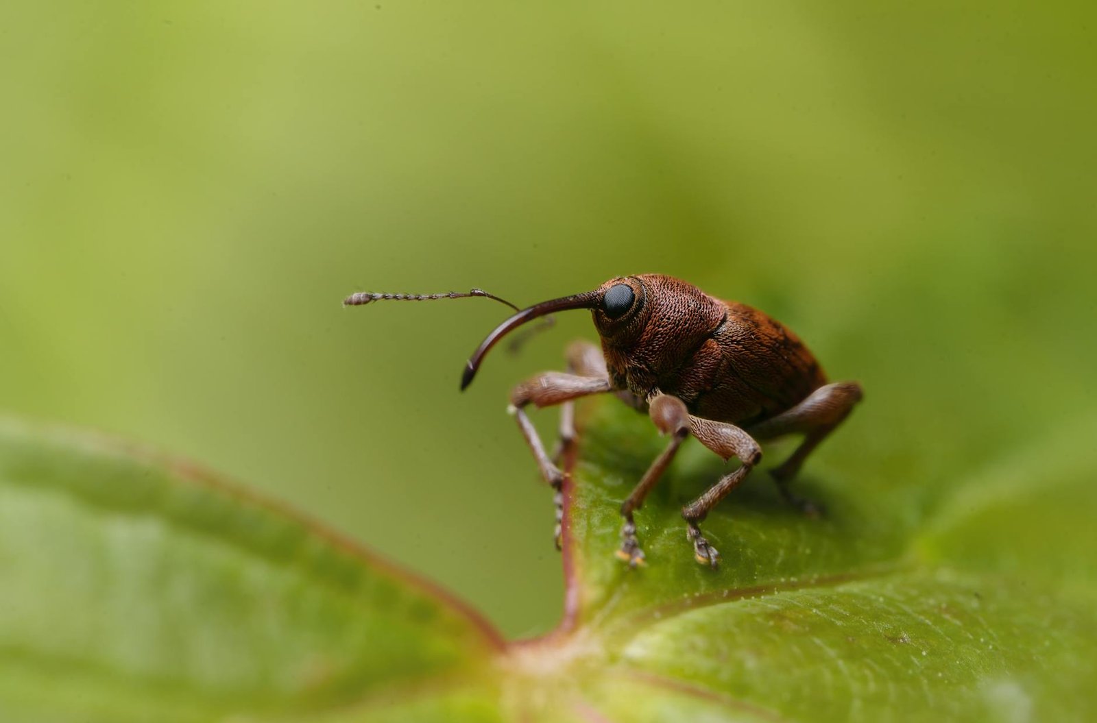 Jasa Anti Rayap Pest Control Fumida Cabang Surabaya Terbaik dan Termurah di Kota Pahlawan