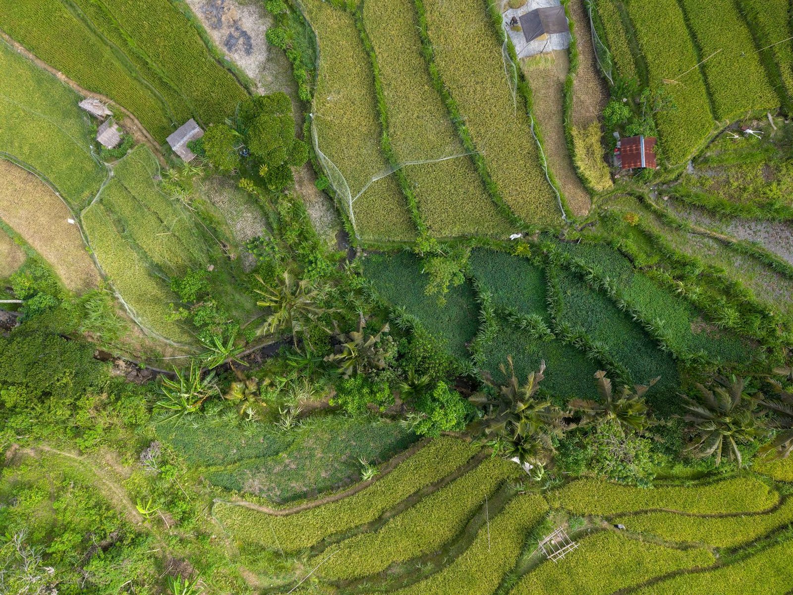 Rahasia Menghilangkan Rayap di Bali dengan Jasa Anti Rayap Bali Terbaik dan Terpercaya